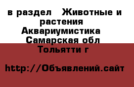  в раздел : Животные и растения » Аквариумистика . Самарская обл.,Тольятти г.